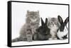 Two Maine Coon Kittens, 8 Weeks, with Two Baby Dutch X Lionhead Rabbits-Mark Taylor-Framed Stretched Canvas