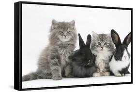 Two Maine Coon Kittens, 8 Weeks, with Two Baby Dutch X Lionhead Rabbits-Mark Taylor-Framed Stretched Canvas