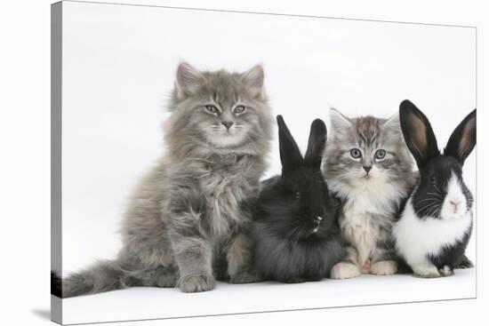 Two Maine Coon Kittens, 8 Weeks, with Two Baby Dutch X Lionhead Rabbits-Mark Taylor-Stretched Canvas