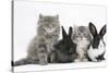 Two Maine Coon Kittens, 8 Weeks, with Two Baby Dutch X Lionhead Rabbits-Mark Taylor-Stretched Canvas