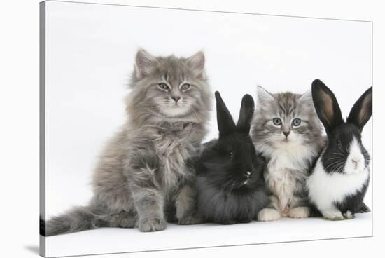 Two Maine Coon Kittens, 8 Weeks, with Two Baby Dutch X Lionhead Rabbits-Mark Taylor-Stretched Canvas