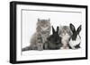 Two Maine Coon Kittens, 8 Weeks, with Two Baby Dutch X Lionhead Rabbits-Mark Taylor-Framed Photographic Print