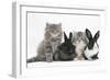 Two Maine Coon Kittens, 8 Weeks, with Two Baby Dutch X Lionhead Rabbits-Mark Taylor-Framed Photographic Print