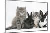 Two Maine Coon Kittens, 8 Weeks, with Two Baby Dutch X Lionhead Rabbits-Mark Taylor-Mounted Photographic Print