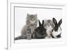 Two Maine Coon Kittens, 8 Weeks, with Two Baby Dutch X Lionhead Rabbits-Mark Taylor-Framed Photographic Print