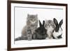 Two Maine Coon Kittens, 8 Weeks, with Two Baby Dutch X Lionhead Rabbits-Mark Taylor-Framed Photographic Print