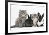 Two Maine Coon Kittens, 8 Weeks, with Two Baby Dutch X Lionhead Rabbits-Mark Taylor-Framed Photographic Print