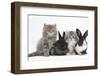 Two Maine Coon Kittens, 8 Weeks, with Two Baby Dutch X Lionhead Rabbits-Mark Taylor-Framed Photographic Print