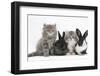 Two Maine Coon Kittens, 8 Weeks, with Two Baby Dutch X Lionhead Rabbits-Mark Taylor-Framed Photographic Print