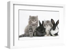 Two Maine Coon Kittens, 8 Weeks, with Two Baby Dutch X Lionhead Rabbits-Mark Taylor-Framed Photographic Print