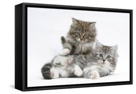 Two Maine Coon Kittens, 8 Weeks-Mark Taylor-Framed Stretched Canvas