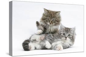 Two Maine Coon Kittens, 8 Weeks-Mark Taylor-Stretched Canvas