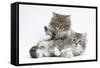 Two Maine Coon Kittens, 8 Weeks-Mark Taylor-Framed Stretched Canvas