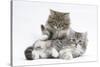 Two Maine Coon Kittens, 8 Weeks-Mark Taylor-Stretched Canvas