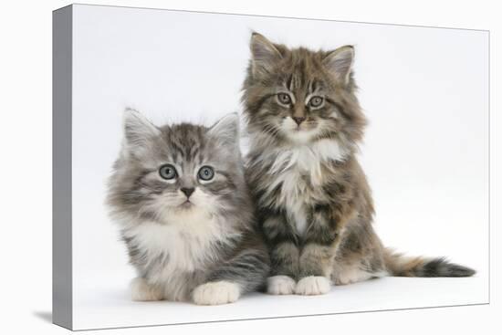 Two Maine Coon Kittens, 8 Weeks-Mark Taylor-Stretched Canvas