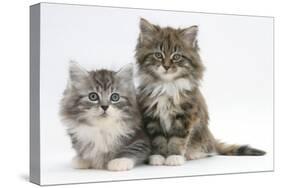 Two Maine Coon Kittens, 8 Weeks-Mark Taylor-Stretched Canvas