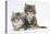 Two Maine Coon Kittens, 8 Weeks-Mark Taylor-Stretched Canvas