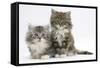 Two Maine Coon Kittens, 8 Weeks-Mark Taylor-Framed Stretched Canvas