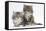 Two Maine Coon Kittens, 8 Weeks-Mark Taylor-Framed Stretched Canvas