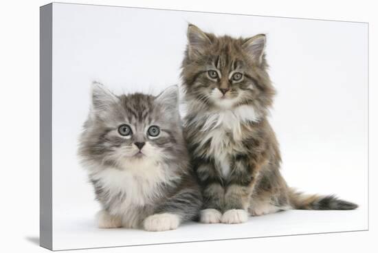 Two Maine Coon Kittens, 8 Weeks-Mark Taylor-Stretched Canvas