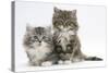 Two Maine Coon Kittens, 8 Weeks-Mark Taylor-Stretched Canvas