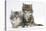 Two Maine Coon Kittens, 8 Weeks-Mark Taylor-Stretched Canvas