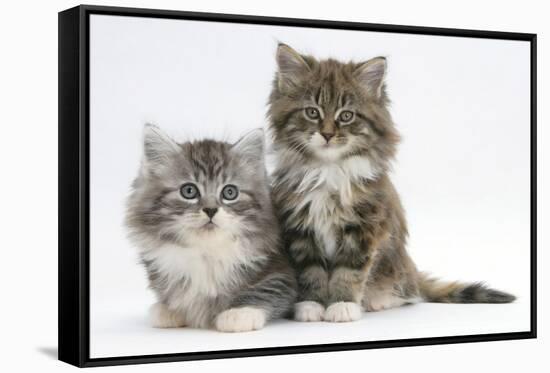 Two Maine Coon Kittens, 8 Weeks-Mark Taylor-Framed Stretched Canvas