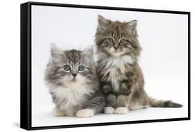 Two Maine Coon Kittens, 8 Weeks-Mark Taylor-Framed Stretched Canvas