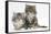 Two Maine Coon Kittens, 8 Weeks-Mark Taylor-Framed Stretched Canvas