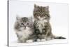 Two Maine Coon Kittens, 8 Weeks-Mark Taylor-Stretched Canvas
