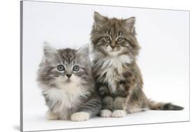 Two Maine Coon Kittens, 8 Weeks-Mark Taylor-Stretched Canvas