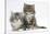 Two Maine Coon Kittens, 8 Weeks-Mark Taylor-Stretched Canvas