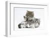 Two Maine Coon Kittens, 8 Weeks-Mark Taylor-Framed Premium Photographic Print