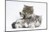 Two Maine Coon Kittens, 8 Weeks-Mark Taylor-Mounted Premium Photographic Print