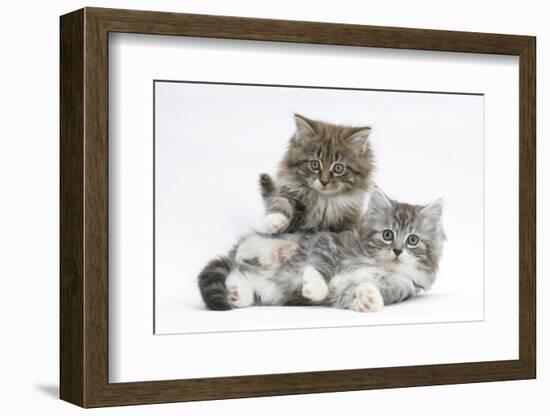 Two Maine Coon Kittens, 8 Weeks-Mark Taylor-Framed Photographic Print