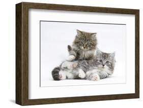 Two Maine Coon Kittens, 8 Weeks-Mark Taylor-Framed Photographic Print