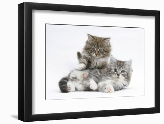 Two Maine Coon Kittens, 8 Weeks-Mark Taylor-Framed Photographic Print