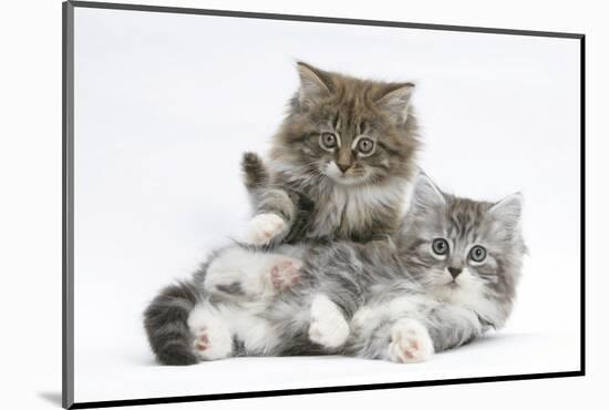 Two Maine Coon Kittens, 8 Weeks-Mark Taylor-Mounted Photographic Print