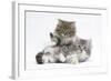 Two Maine Coon Kittens, 8 Weeks-Mark Taylor-Framed Photographic Print