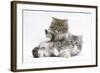 Two Maine Coon Kittens, 8 Weeks-Mark Taylor-Framed Photographic Print