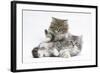 Two Maine Coon Kittens, 8 Weeks-Mark Taylor-Framed Photographic Print