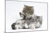 Two Maine Coon Kittens, 8 Weeks-Mark Taylor-Mounted Photographic Print