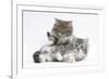 Two Maine Coon Kittens, 8 Weeks-Mark Taylor-Framed Photographic Print