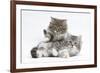 Two Maine Coon Kittens, 8 Weeks-Mark Taylor-Framed Photographic Print