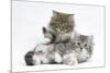 Two Maine Coon Kittens, 8 Weeks-Mark Taylor-Mounted Photographic Print