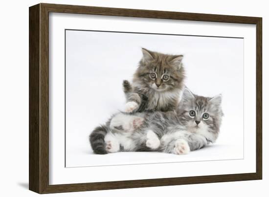 Two Maine Coon Kittens, 8 Weeks-Mark Taylor-Framed Photographic Print