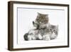 Two Maine Coon Kittens, 8 Weeks-Mark Taylor-Framed Photographic Print