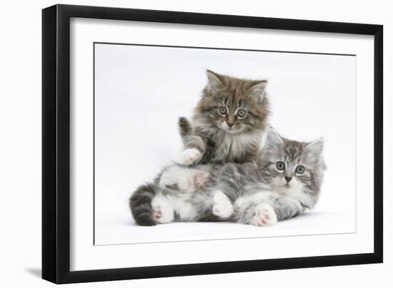 Two Maine Coon Kittens, 8 Weeks-Mark Taylor-Framed Photographic Print