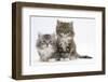 Two Maine Coon Kittens, 8 Weeks-Mark Taylor-Framed Photographic Print