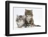 Two Maine Coon Kittens, 8 Weeks-Mark Taylor-Framed Photographic Print